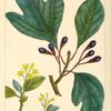 Sassafras (Laurus sassafras).