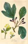Sassafras (Laurus sassafras).