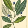 Red Bay (Laurus caroliniensis).