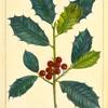 American Holly (Ilex opaca).