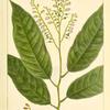 Sorel Tree (Andromeda arborea).