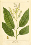 Sorel Tree (Andromeda arborea).
