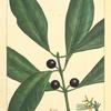 Devil Wood (Olea americana).