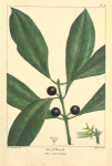 Devil Wood (Olea americana).