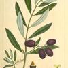 Olive Tree (Olea Europæa).