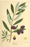 Olive Tree (Olea Europæa).
