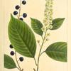 Wild Cherry (Cerasus virginiana).