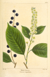 Wild Cherry (Cerasus virginiana).