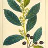 Wild Orange (Cerasus caroliniana).
