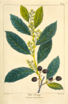 Wild Orange (Cerasus caroliniana).