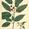 Red Cherry (Cerasus borealis).