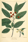Red Cherry (Cerasus borealis).