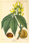 Buck eye [Buckeye] (Pavia lutea).