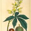 Ohio Buck eye [Ohio Buckeye or American Horse Chesnut] (Pavia ohioensis).