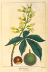 Ohio Buck eye [Ohio Buckeye or American Horse Chesnut] (Pavia ohioensis).