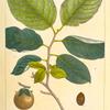 Persimon (Diospiros virginiana).
