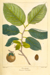 Persimon (Diospiros virginiana).