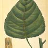Carolinian Poplar (Populus angulata).
