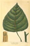 Carolinian Poplar (Populus angulata).