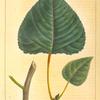 Cotton Wood (Populus canadensis).