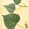 1. American Black Poplar (Populus hudsonica); 2. Virginian Poplar (Populus molinifera).