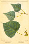 1. American Black Poplar (Populus hudsonica); 2. Virginian Poplar (Populus molinifera).