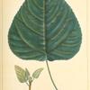Cotton Tree (Populus argentea).