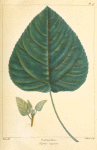 Cotton Tree (Populus argentea).