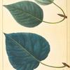 1. Balsam Poplar (Populus balsamifera); 2. Heart-leaved Balsam Poplar (Populus candicans).