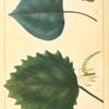 1. American Aspen (Populus tremuloïdes); 2. American Large Aspen (Populus grandidenta).