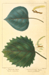 1. American Aspen (Populus tremuloïdes); 2. American Large Aspen (Populus grandidenta).