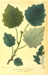 Common White or Grey Poplar (Populus canescens).