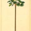 Cabbage  Tree (Chamærops palmetto).