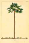 Cabbage  Tree (Chamærops palmetto).