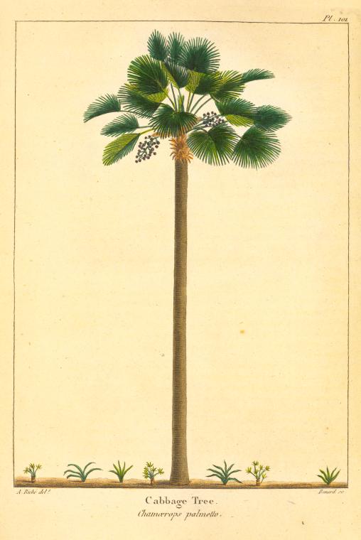 Cabbage Tree (Chamærops palmetto). - NYPL Digital Collections