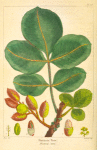 Pistacia Tree (Pistacia vera).