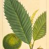 American Chesnut (Castanea vesca).