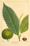 American Chesnut (Castanea vesca).