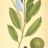 Chincapin (Castanea pumila).