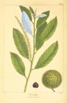 Chincapin (Castanea pumila).