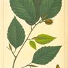 White Beech (Fagus sylvestris).