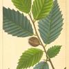 Red Beech (Fagus ferrugina).