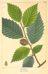 Red Beech (Fagus ferrugina).