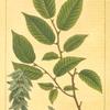 Hornbeam (Carpinus virginiana [Carpinus americana]).