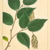 Iron Wood (Carpinus ostrya).
