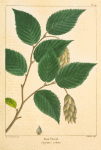 Iron Wood (Carpinus ostrya).