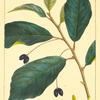 Black Gum (Nyssa sylvatica).