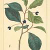 Tupelo (Nyssa aquatica).