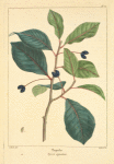 Tupelo (Nyssa aquatica).