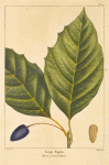 Large Tupelo (Nyssa grandidentata).